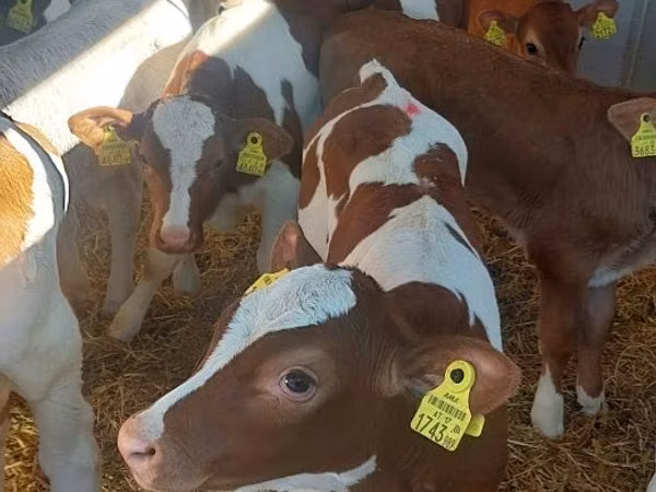 牛只（批次，未指定性别）, Simmental cattle