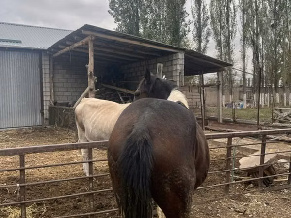 Hengst, Pferde