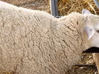 Schaf, British  Milksheep — Foto 1
