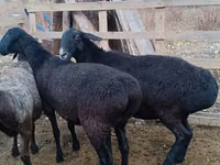 公羊, Edilbay sheep — 照片 3