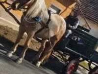 Yegua, Caballos — foto 5