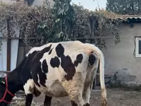 بقرة, Russian Black pied cattle — الصورة 1