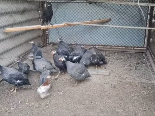 薰衣草