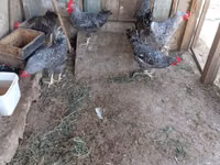Slovenian Barred Hen — photo 6
