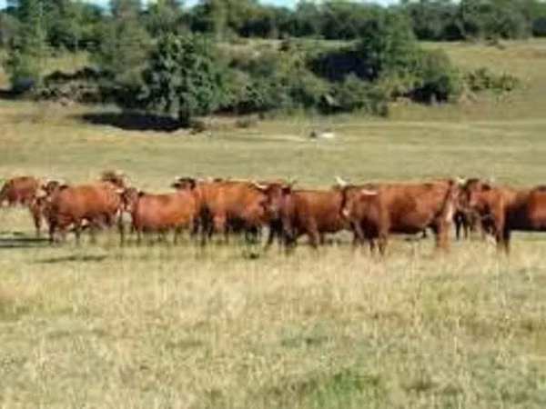 母牛, Salers cattle