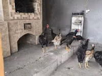 Chickens — फ़ोटो 5