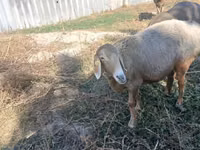 Brebis, Arashan sheep — photo 3