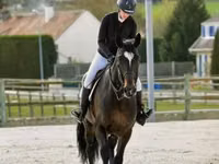 公马, Belgian warmblood horse — 照片 5