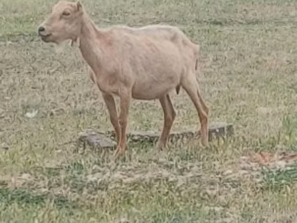 Ziegenbock, Alpine goat