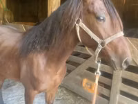Cheval, Rocky Mountain Horse — photo 4