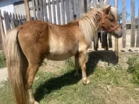 Caballo, Indian half-bred — foto 5
