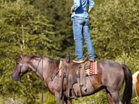 公马, Quarter Horse — 照片 6