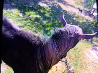 Billy Goat, Murcia-Granada goats — photo 4