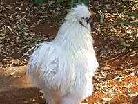 Poule soie — photo 6