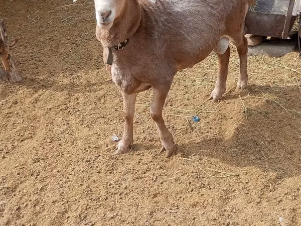 Carnero, Katum sheep