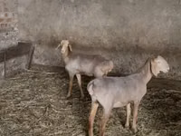 भेड़, Hissar sheep — फ़ोटो 1
