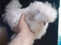 Chickens — फ़ोटो 2