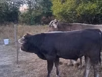 Taureau, Race brune des Carpates — photo 1