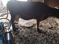 母牛, Red Steppe Cow — 照片 2