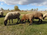 母羊, Tsigai sheep — 照片 2