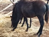 公马, Welsh Mountain Pony — 照片 2