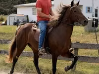 Yegua, Rocky Mountain Horse — foto 2