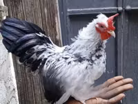 poules Shamo — photo 3