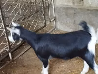 Chèvre, Alpine goat — photo 5