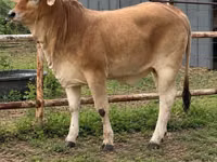 Vache, Brahmane — photo 6