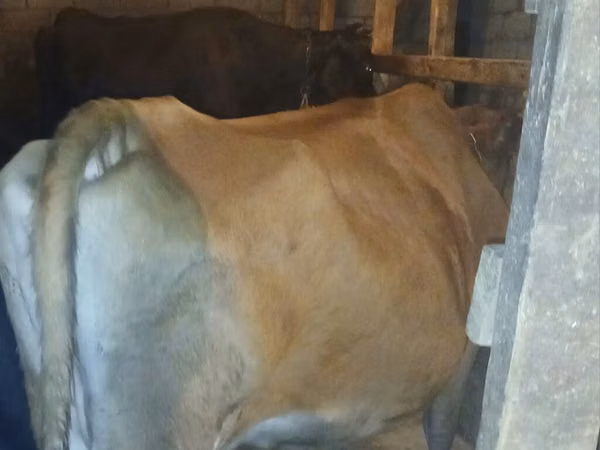 Vache, Yak sauvage