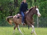 Hengst, Pinto horses — Foto 6