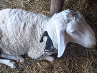 公羊, Awassi sheep — 照片 2