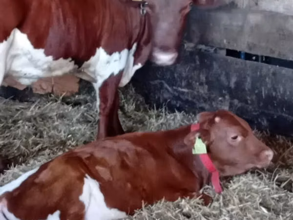 Rinder (Partie, Geschlecht nicht angegeben), Simmental cattle