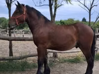 Caballo, Caballos — foto 1