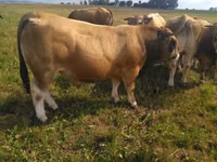公牛, Aubrac cattle — 照片 5