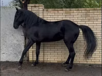 حصان, Karachay horse — الصورة 2