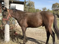 Cheval, Kyrgyz Horse — photo 3