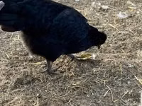 Chickens — foto 3