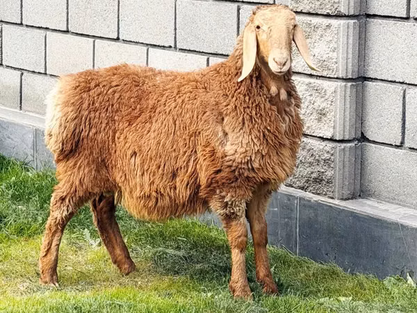 母羊, Hissar sheep