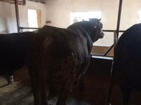 Taureau, Aberdeen-Angus — photo 1