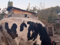 بقرة, Russian Black pied cattle — الصورة 4