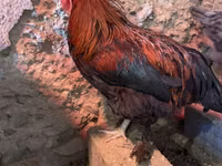Marans — Foto 2
