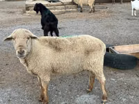 公羊, Hampshire sheep — 照片 7