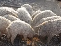 Porcs (lot, sexe non indiqué) — photo 2