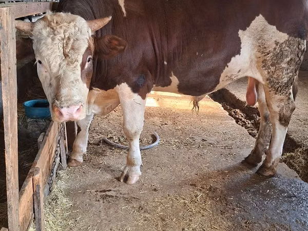 Toro, Simmental cattle