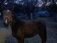 Hengst, Tiger horse — Foto 3