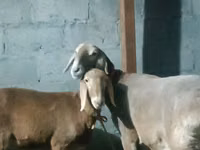 母羊, Rhon sheep — 照片 6