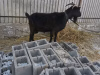 母山羊, Czech Brown Shorthaired goats — 照片 2