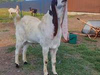 公山羊, Gulabi goats — 照片 5