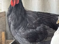 جيرسي جاينت — الصورة 1